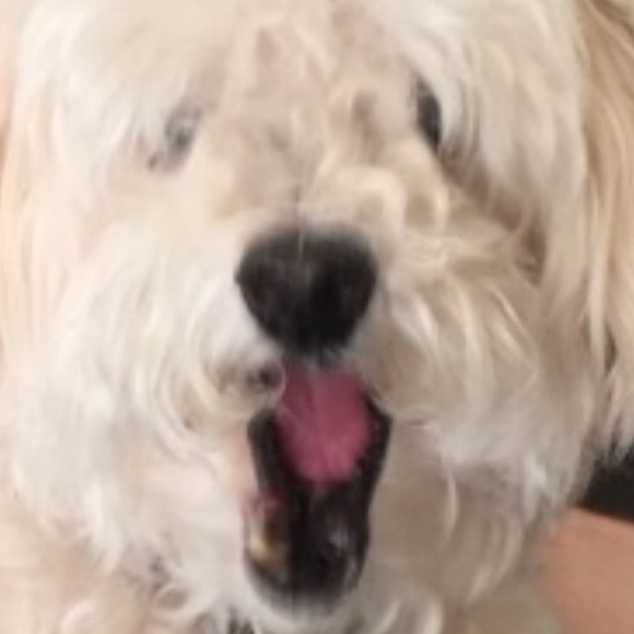 Meet your Posher, Cody - Picture 1 of 1